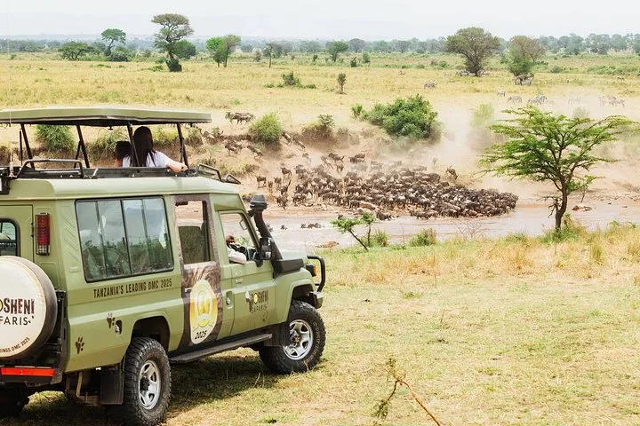 Wildebeest herd near the Mara River on a Serengeti safari package for the migration, Northern Tanzania