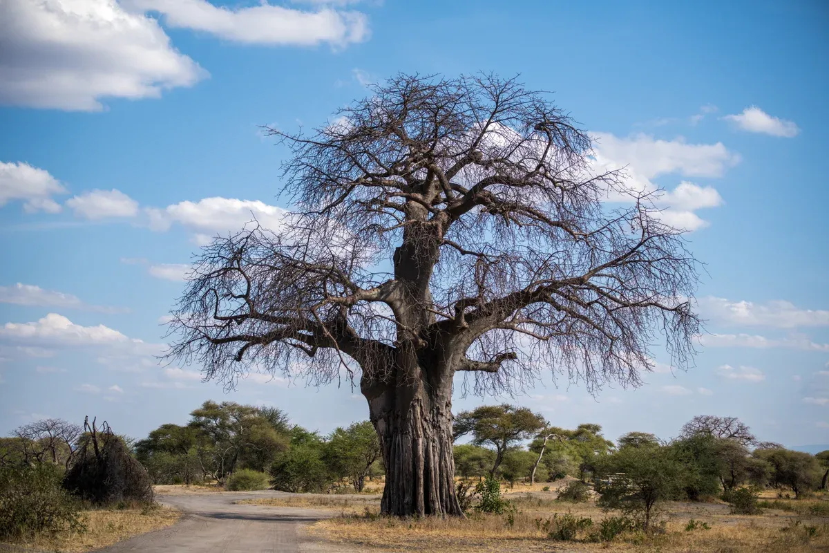 A leafless baobab tree beside a dirt road in Tarangire National Park, seen on Serengeti safari packages