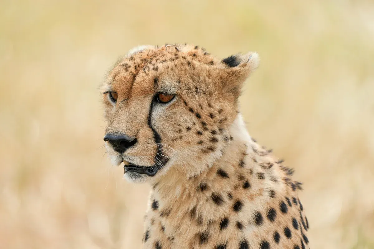 A close-up of a cheetah in tall grass in the Serengeti, a sighting hoped for on Serengeti safari packages