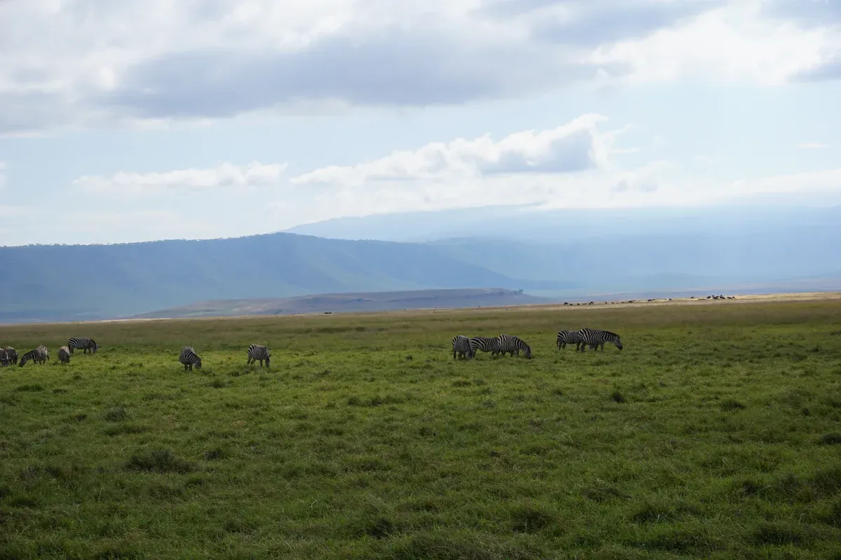 A zebra herd on the floor of the Ngorongoro Crater, where the crater service fee applies on Serengeti safari packages