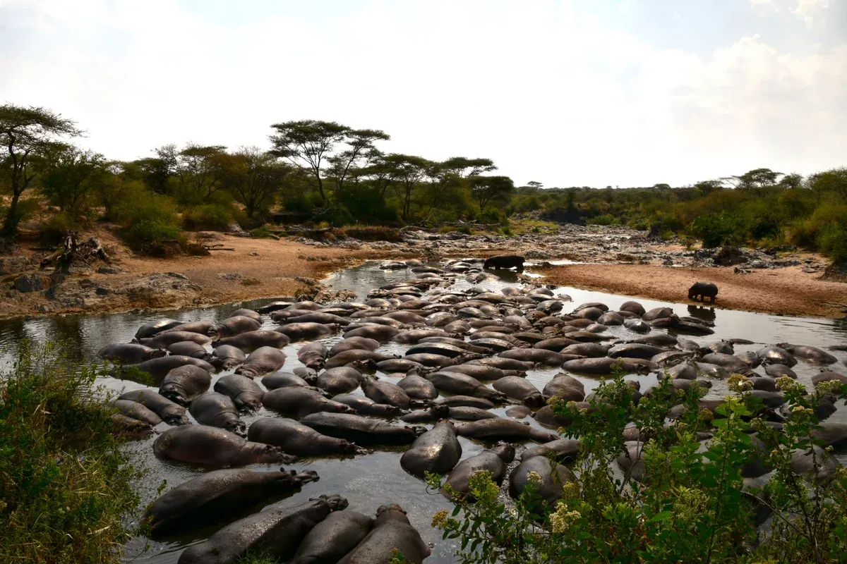 A crowded hippo pool in a Serengeti river, a stop on Serengeti safari packages