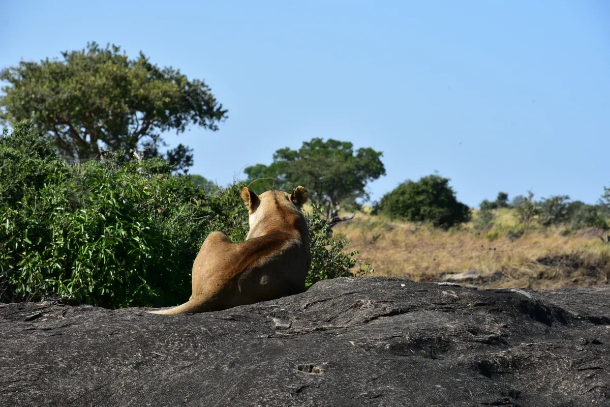 A lioness resting on a granite kopje under a dry-season sky in the Serengeti on Serengeti safari packages
