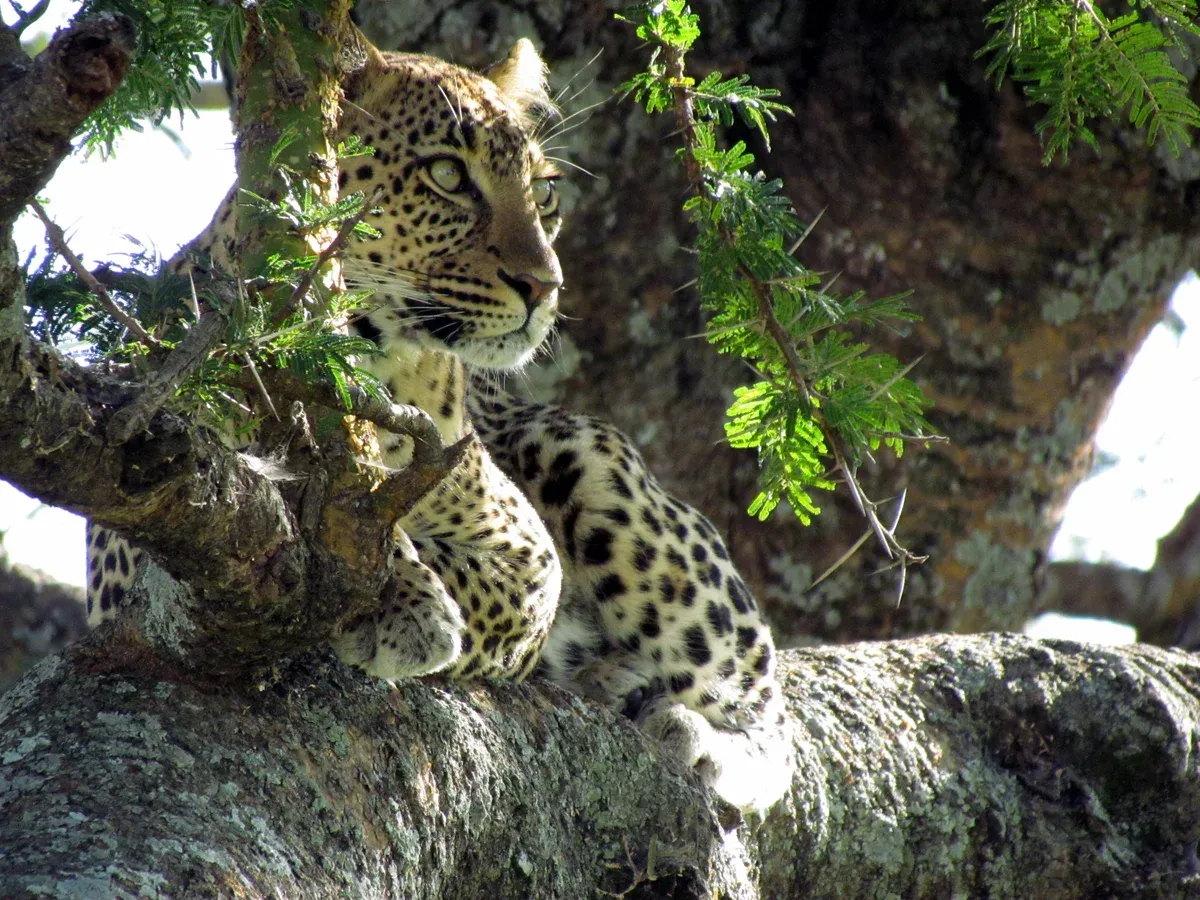 A leopard resting on an acacia branch in the Serengeti, one of the Big Five on Serengeti safari packages
