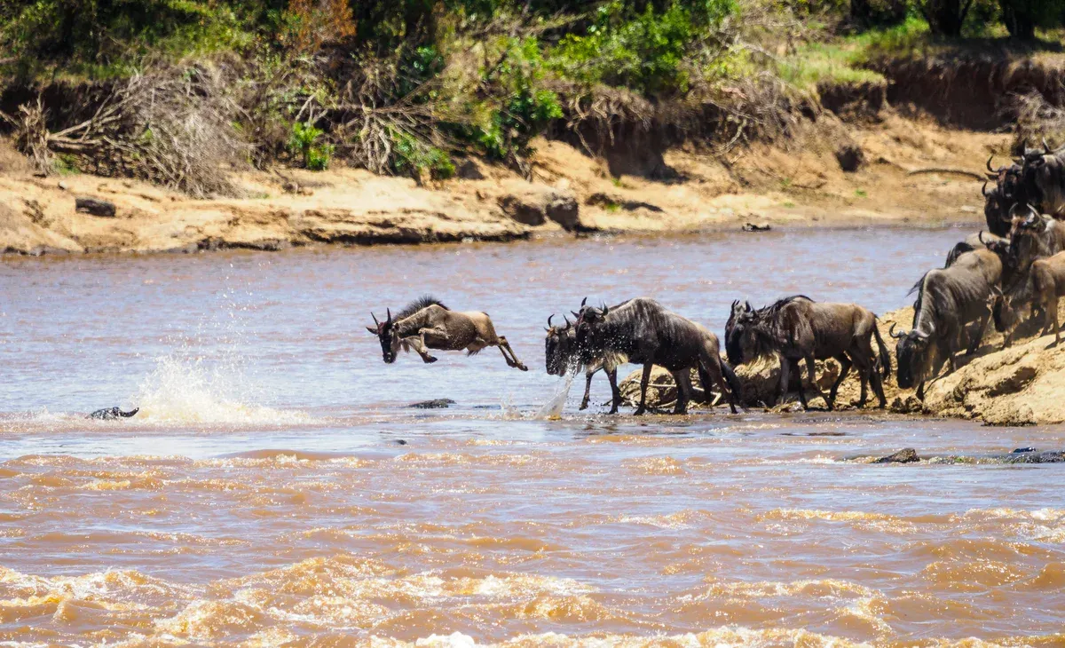 Wildebeest jumping into the Mara River during a crossing, the moment many Serengeti safari packages time their days for