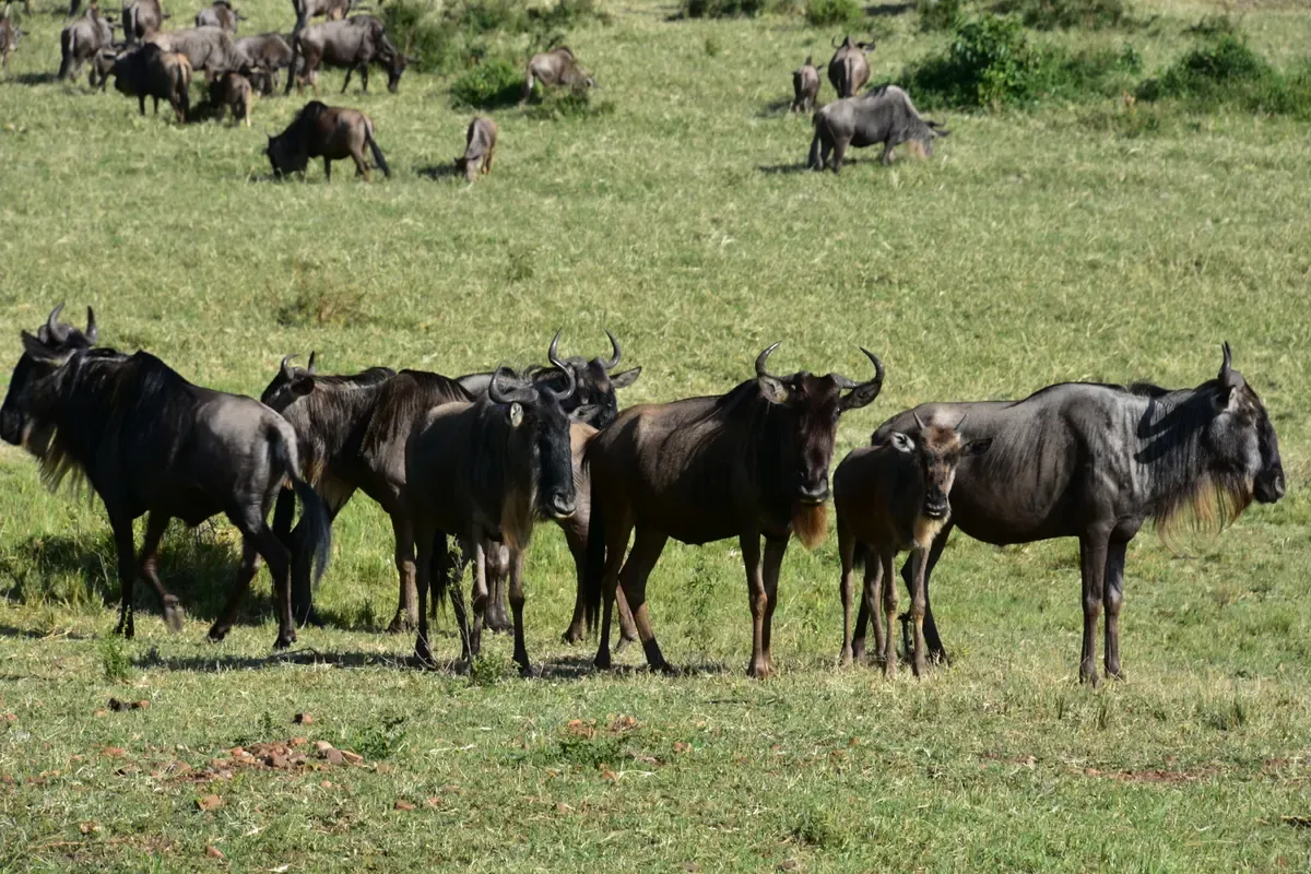 A group of blue wildebeest standing on green grass in the Serengeti, the herds Serengeti safari packages follow
