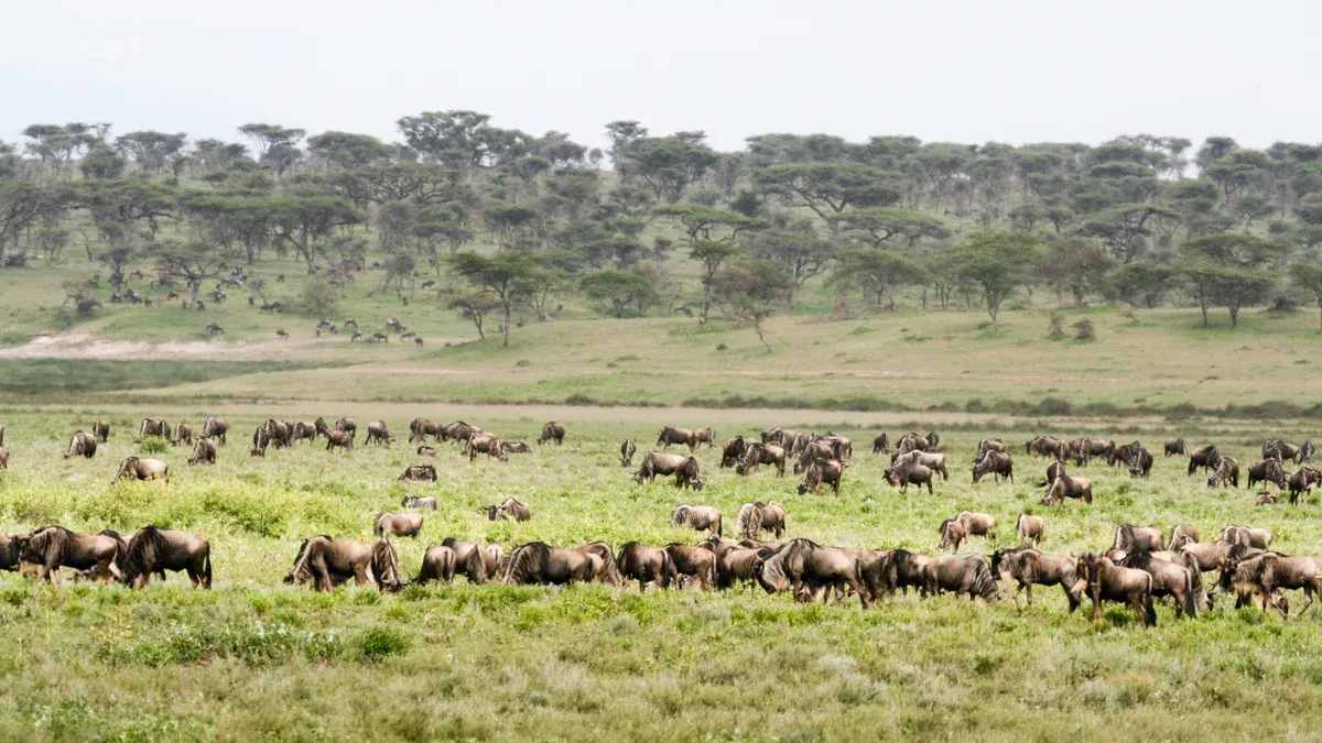 A wildebeest herd on the green plains near Ndutu, the calving ground visited on Serengeti safari packages