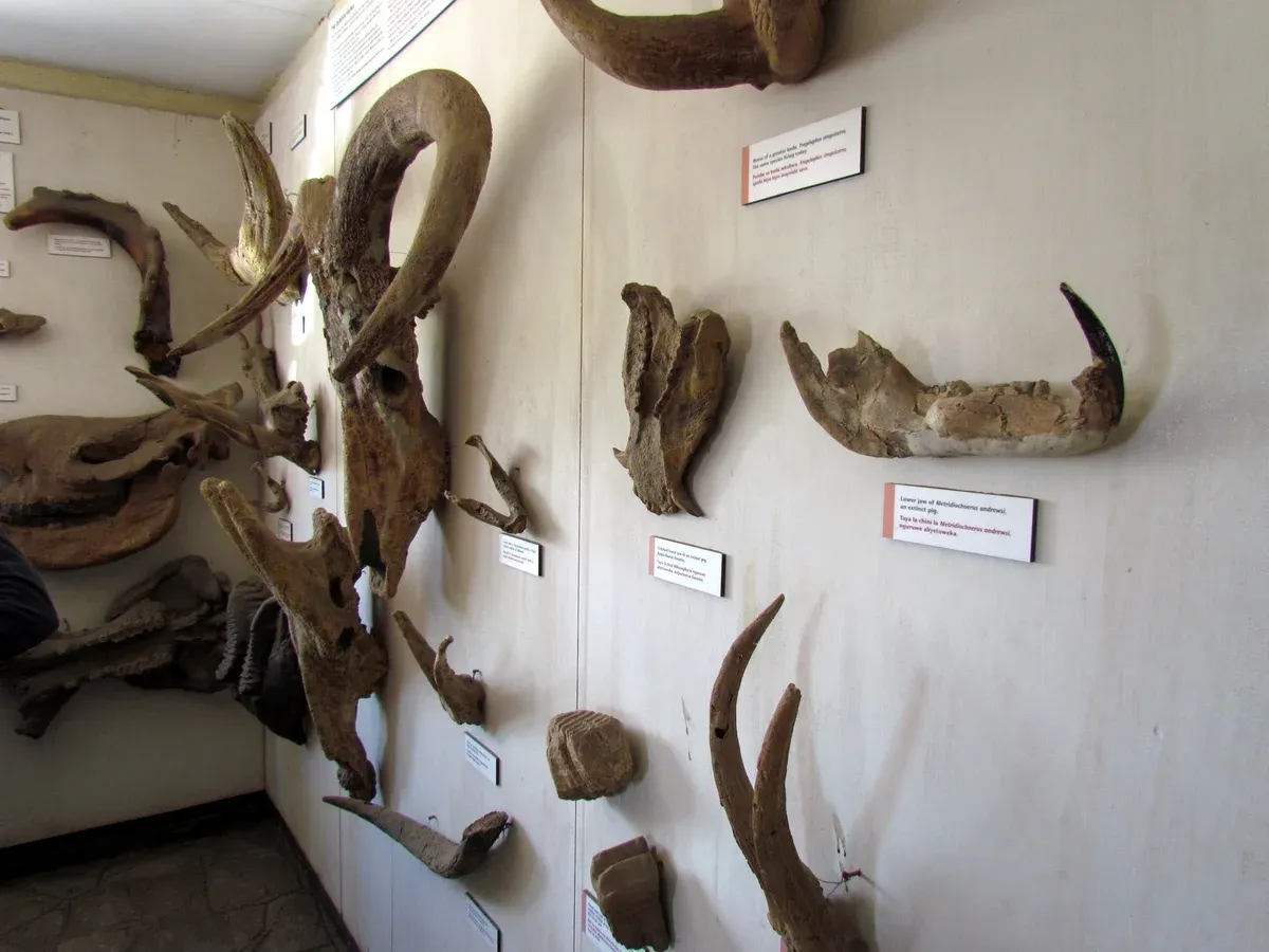 Fossil animal bones and information labels inside the Olduvai Gorge Museum, a stop on some Serengeti safari packages