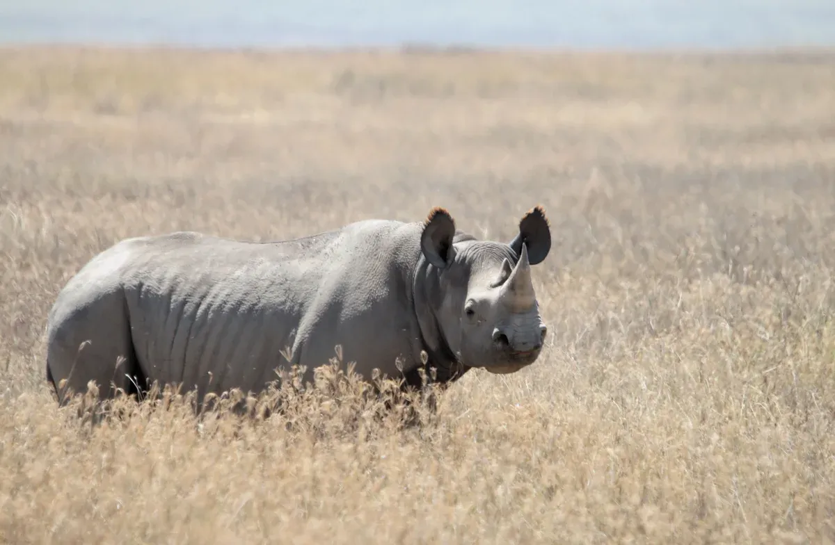 A black rhinoceros standing in tall dry grass in the Ngorongoro Conservation Area, seen on Serengeti safari packages that include the crater