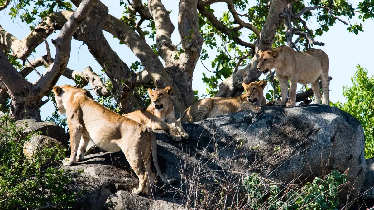 Lionesses on a rock and in a tree in the Seronera Valley on Serengeti safari packages