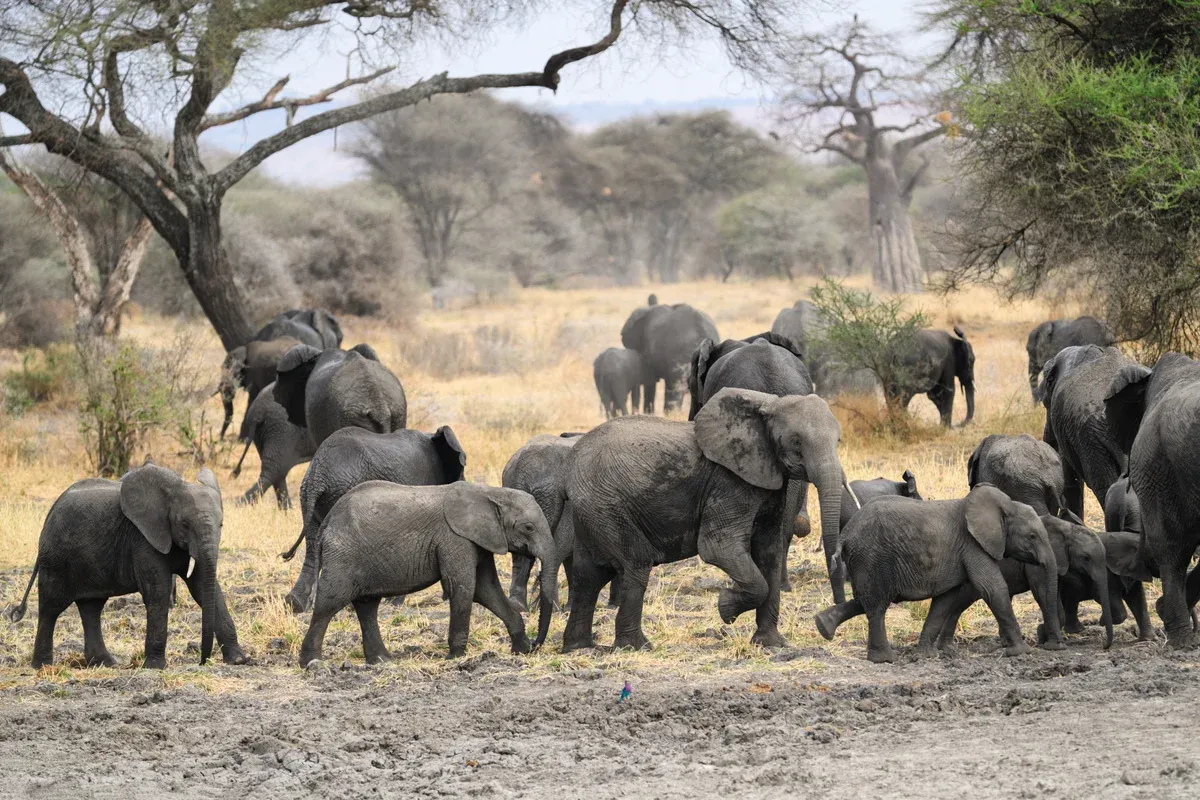 A herd of elephants under trees in Tarangire National Park, the first day on several Serengeti safari packages